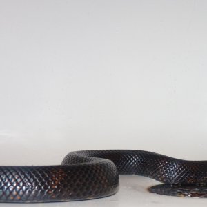 Accidental hybrids Mexican Black King X Black Milk Snake.
