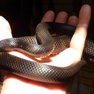 Accidental hybrids Mexican Black King X Black Milk Snake.