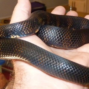 Accidental hybrids Mexican Black King X Black Milk Snake.