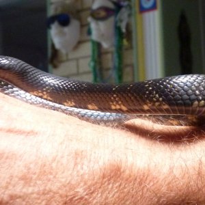 Accidental hybrids Mexican Black King X Black Milk Snake.