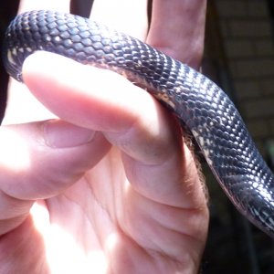 Accidental hybrids Mexican Black King X Black Milk Snake