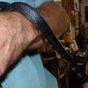 Accidental hybrids Mexican Black King X Black Milk Snake
