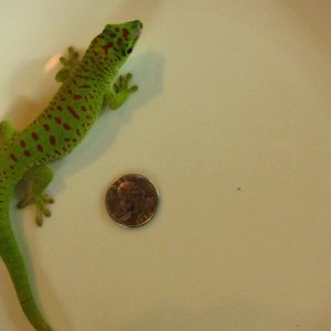 male grandis