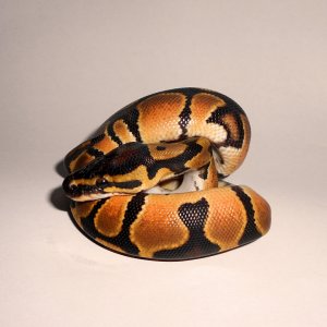 DSCN1271