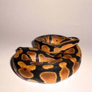 DSCN1272