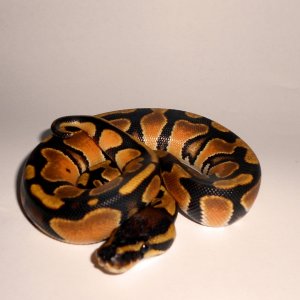 DSCN1273