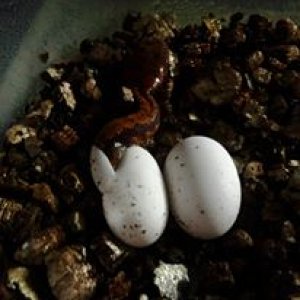 Crested Babies