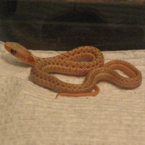 2013 ERYTHRISTIC ALBINO EASTERN