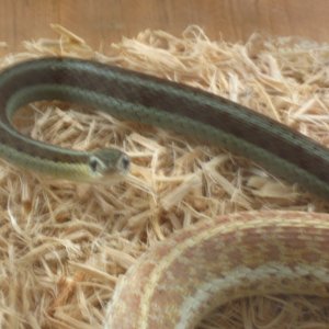 NEAT COLORED WC MALE & FLORIDA ALBINO