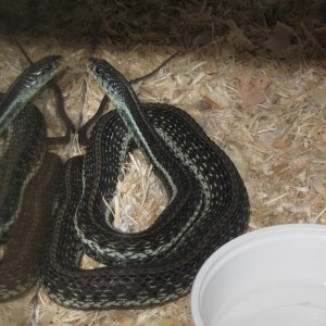 WC SIMILIS