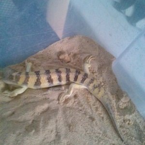 Sandfish Skinks