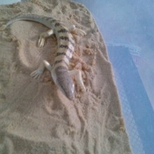 Sandfish Skinks