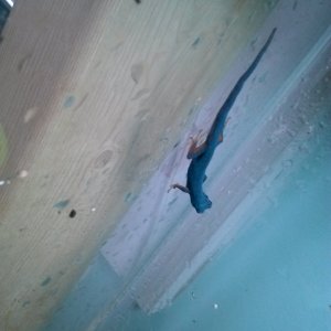 Electric Blue Gecko