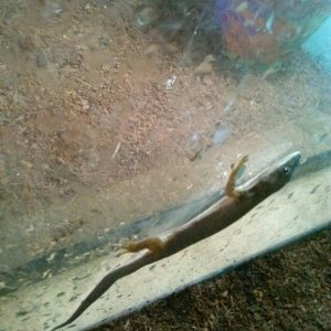 Dull Day geckos