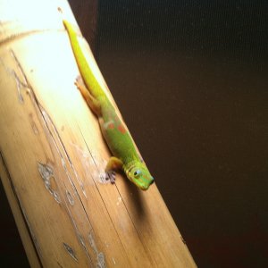 Gold Dust day gecko