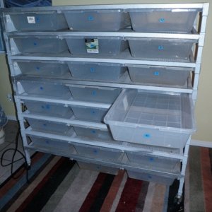 freedom breeder rack