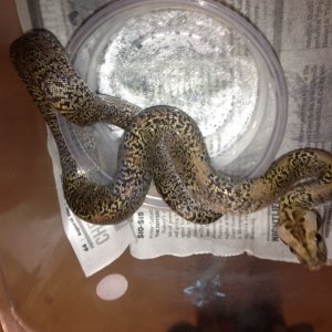 Burmese Python