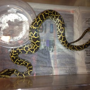 Burmese Python