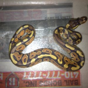 Ball Python