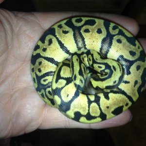 Ball Python