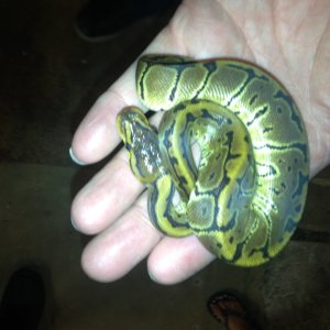 Ball Python