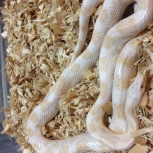 Corn_Bubble_gum_female