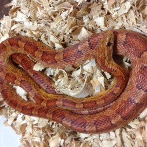 Corn_Hypo_female