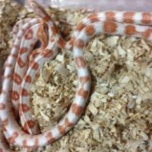 corn_Candy_Cane_male