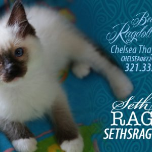 Ragdolls