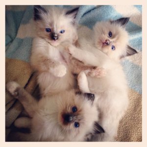 Ragdolls