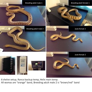 woma_pictures