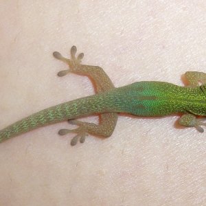 Phelsuma laticauda