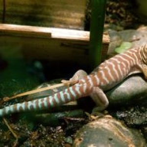 Phelsuma standingi hatchling