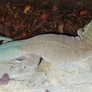 Phelsuma standingi adult female