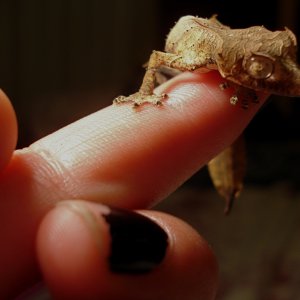 Uroplatus phantasticus