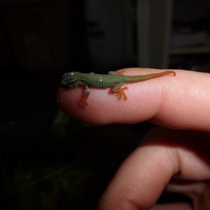Lygodactylus williamsi hatchling