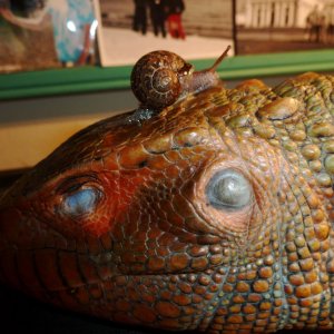 Caiman lizard
