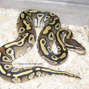 DB2013-08 Male Mojave