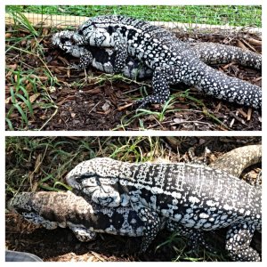 Tegu