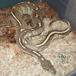 Halle - Yearling Disco Mojave