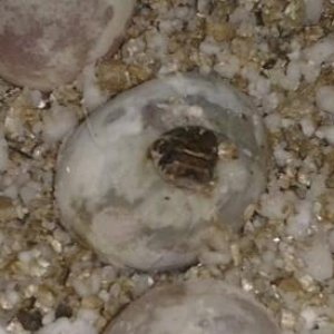 2013 Hatchlings