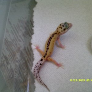 Johns_Exotics_008