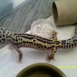 Johns_Exotics_013