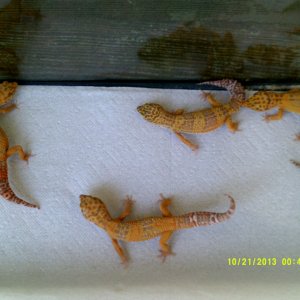 Johns_Exotics_015