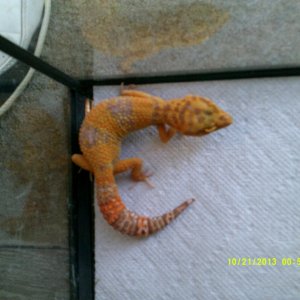 Johns_Exotics_025