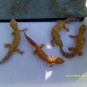 Johns_Exotics_016