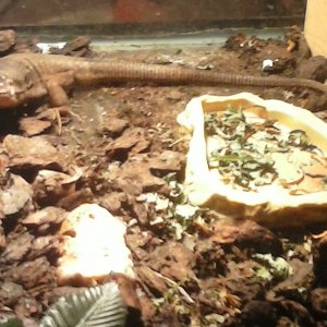 Gallotia stehlini