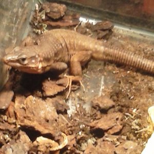 Gallotia stehlini