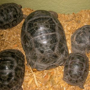 ALDABRAMAN