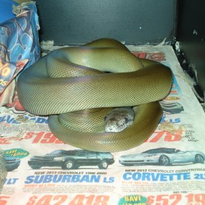 Papuan Python